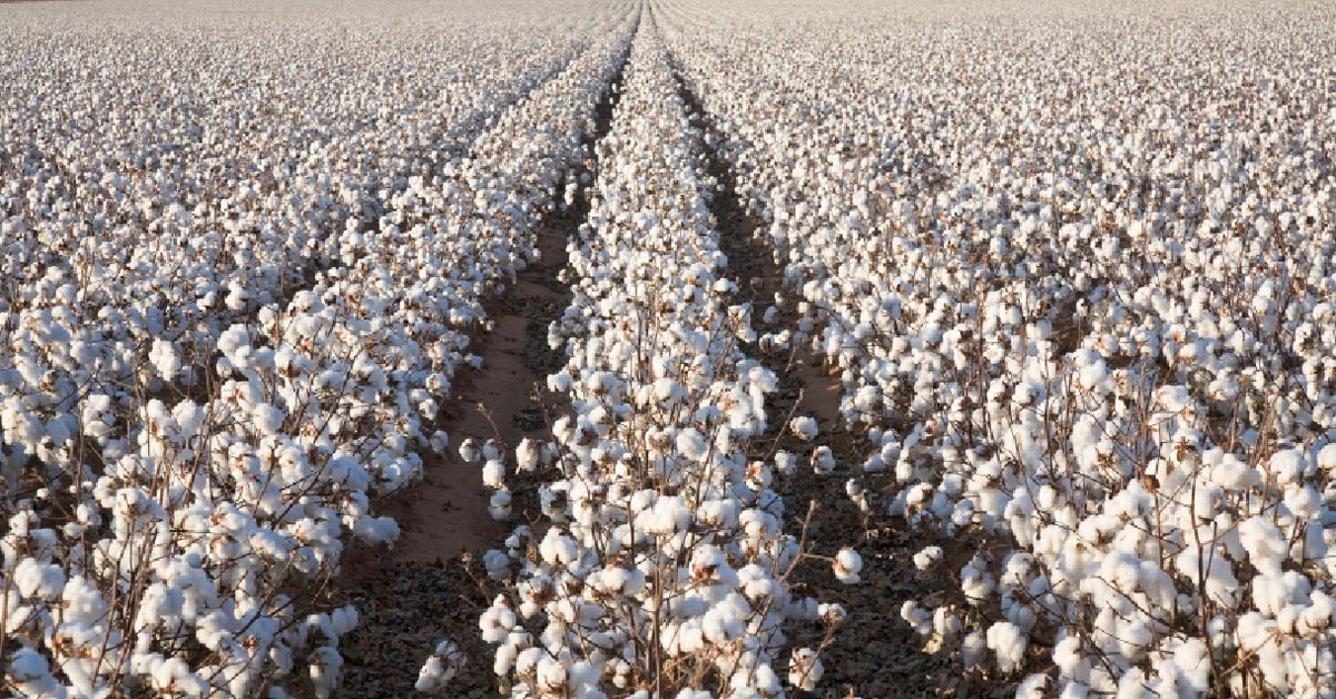https://www.heddels.com/wp-content/uploads/2011/06/social-fair-to-middling-fields-of-cotton.jpg