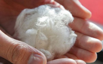 cotton ball in hands