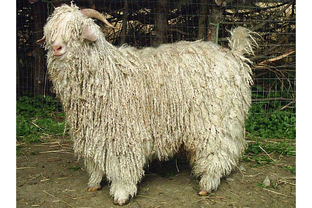 Alpaca vs Angora Wool: which wool is the better choice? Silkeborg