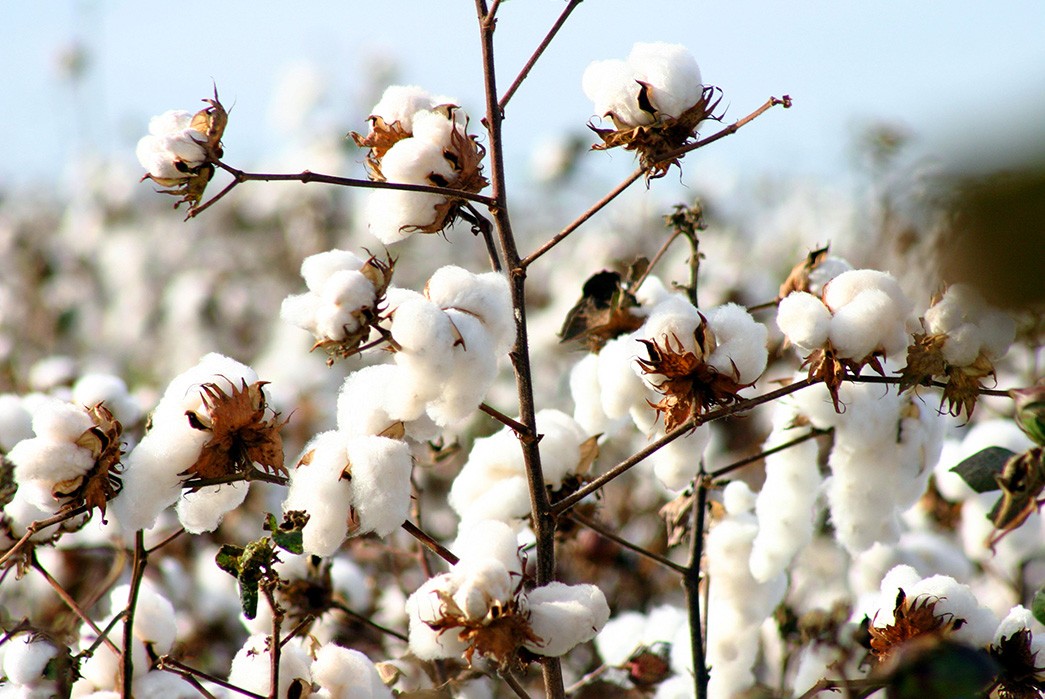 What is Organic Cotton and It Worth It?